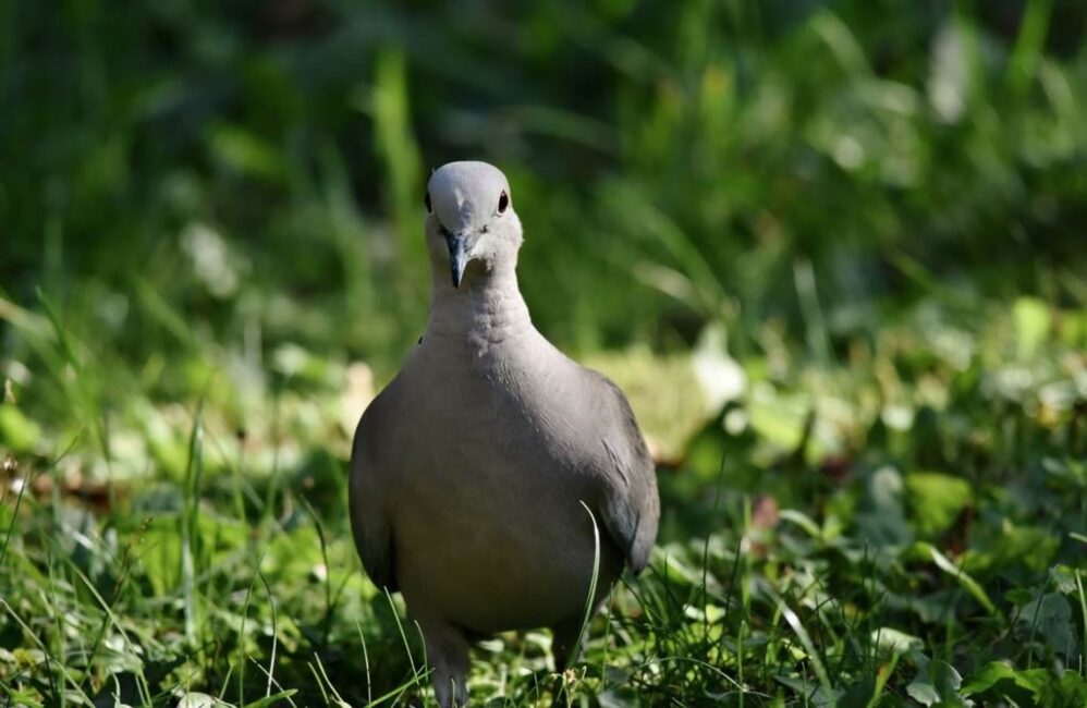 Jak odróżnić gołębia młodego samca od samicy