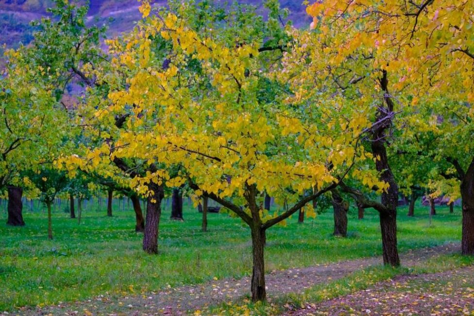 Morwa czarna czas do pierwszego zbioru owoców