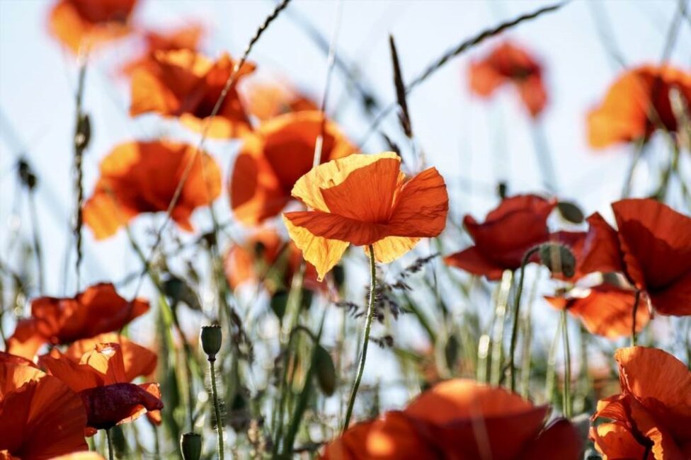 Przechowywanie chryzantem w piwnicy