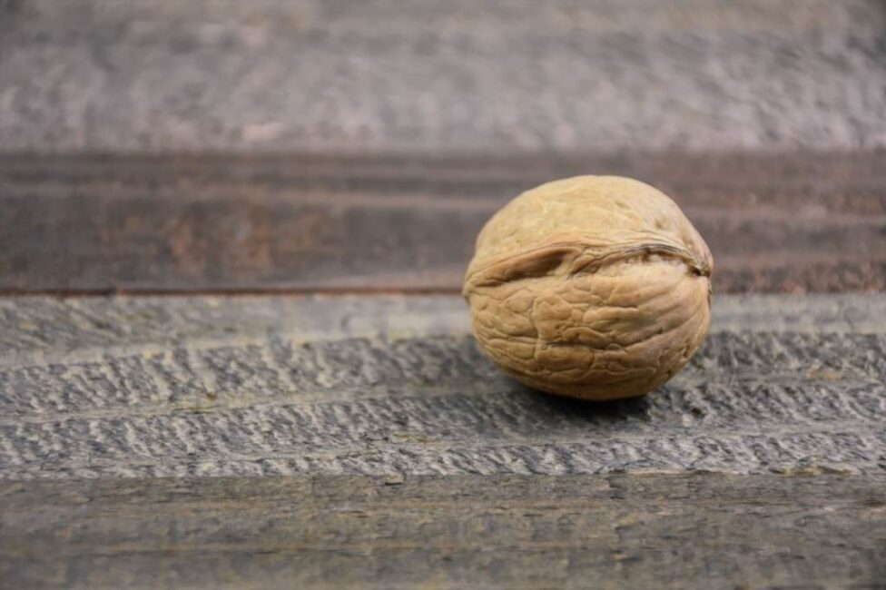 Sezon sadzenia orzechów brazylijskich