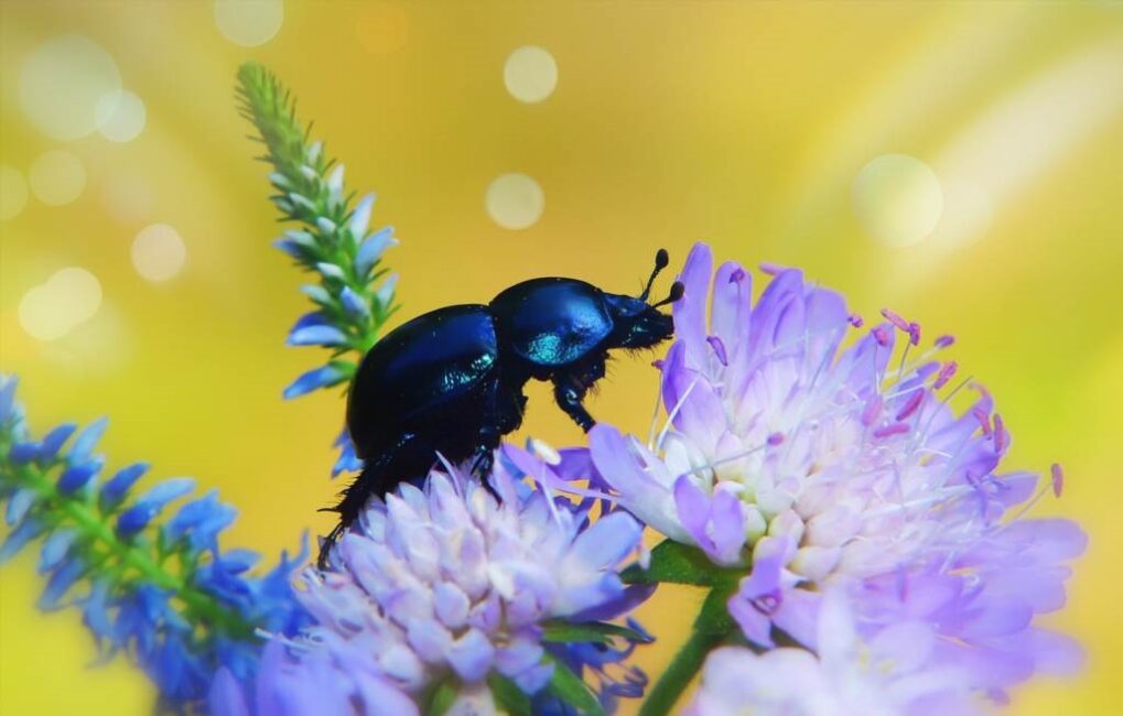 Zmysły żuków a zdolność do orientacji w locie